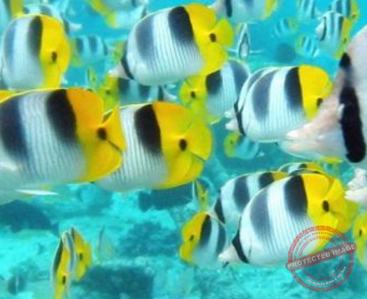 Tropical Fish Care